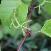 Cissus lonchiphylla Thwaites